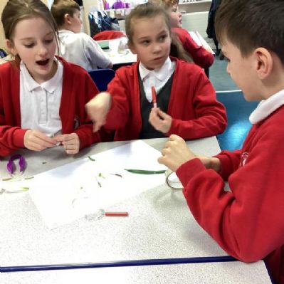 In Science, Year 5 have been dissecting flowers to discover more about the female and male parts of the flower.