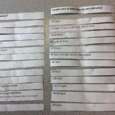 Today Beech class took part in pattern seeking in Science.
