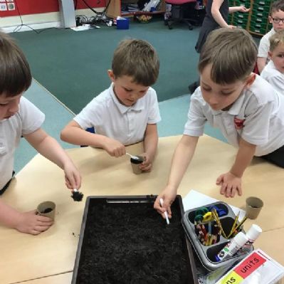In KS1, we have planted our own broad beans.