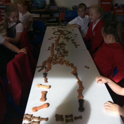 We used dog biscuits to create what we thought our skeleton looked like.