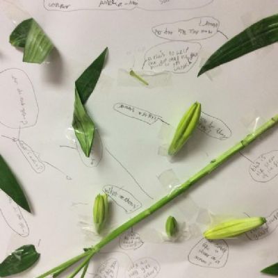 We dissected lilies and then raised our own questions to investigate.