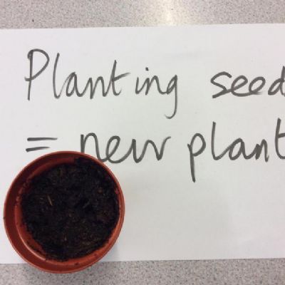 OBSERVATIONS OVER TIME - PLANTS
