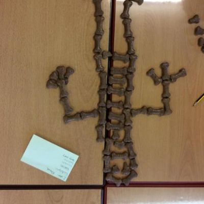 Skeletons - What do they look like? Before we learnt about them!