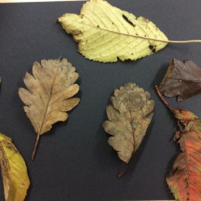 We went on a walk to spot signs of Autumn.